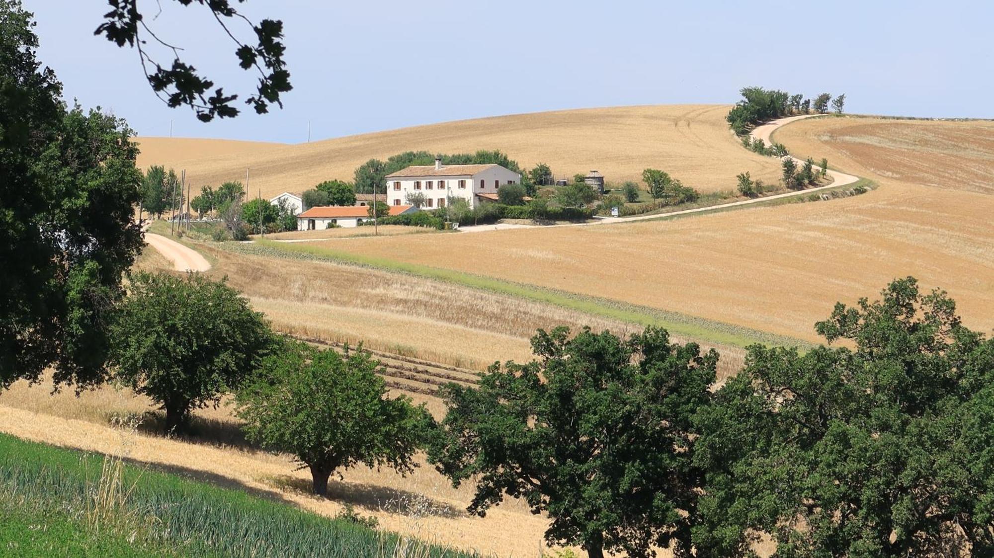 Rustico Del Bozzo Casa de hóspedes Castelleone di Suasa Exterior foto